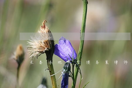 长春本地大型债务案律师 长春本地大型债务案律师