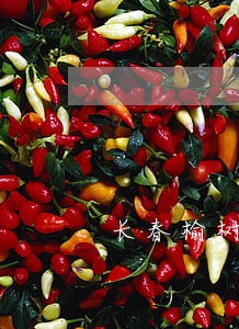 长春榆树离婚律师 长春榆树离婚律师