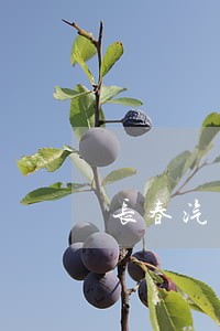 长春汽开法院法警队