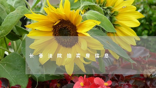 长春法院拍卖房信息 长春法院拍卖房信息