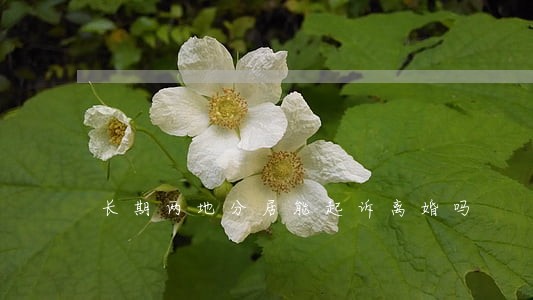 长期两地分居能起诉离婚吗 长期两地分居能起诉离婚吗