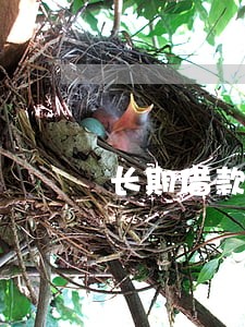长期借款逾期罚息会计分录 长期借款逾期罚息会计分录