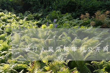 长汀人民法院审判公开网