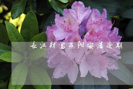 长江财富燕阳安居逾期 长江财富燕阳安居逾期