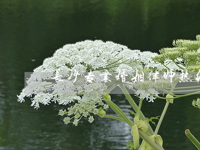 长沙专业婚姻律师热线 长沙专业婚姻律师热线