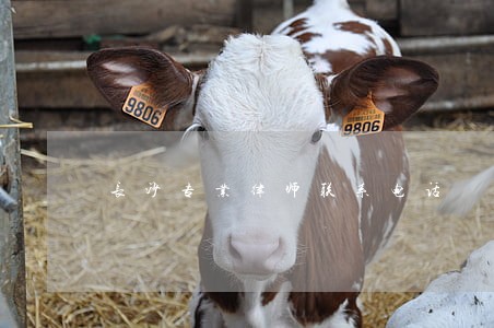 长沙专业律师联系电话 长沙专业律师联系电话
