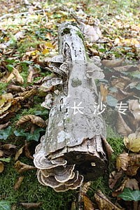 长沙专业离婚房产律师收费标准 长沙专业离婚房产律师收费标准