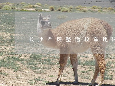 长沙严厉整治校车违法行为 长沙严厉整治校车违法行为