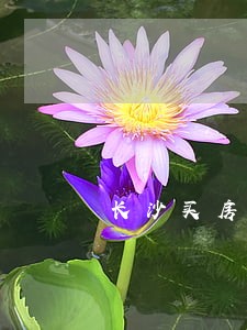 长沙买房社保逾期 长沙买房社保逾期