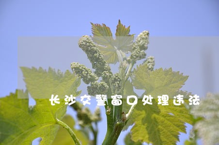 长沙交警窗口处理违法 长沙交警窗口处理违法