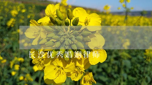 长沙优秀婚姻律师 长沙优秀婚姻律师