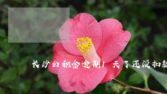 长沙公积金逾期1天了还没扣款 长沙公积金逾期1天了还没扣款