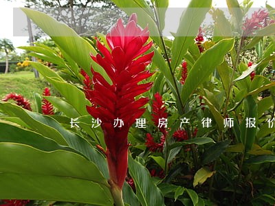 长沙办理房产律师报价