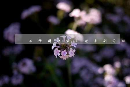 长沙周边公司债务纠纷律师多少钱 长沙周边公司债务纠纷律师多少钱