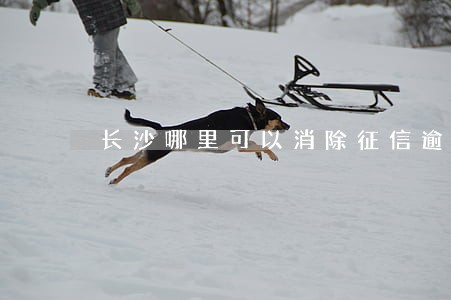 长沙哪里可以消除征信逾期 长沙哪里可以消除征信逾期
