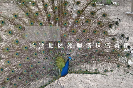 长沙地区处理债权债务律师 长沙地区处理债权债务律师