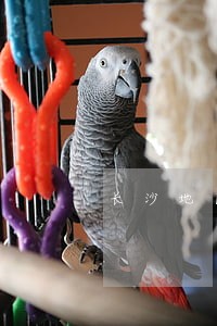 长沙地区请离婚诉讼律师 长沙地区请离婚诉讼律师