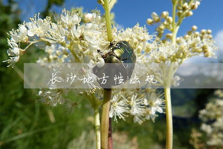 长沙地方性法规 长沙地方性法规