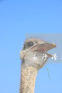 长沙婚姻律师咨询费