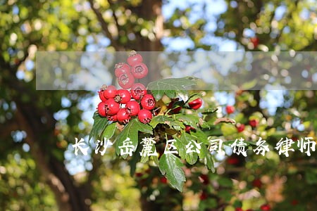 长沙岳麓区公司债务律师起诉费用 长沙岳麓区公司债务律师起诉费用