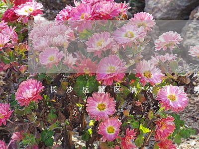 长沙岳麓区请公司债务律师 长沙岳麓区请公司债务律师