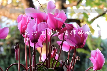 长沙工程欠债律师哪家好 长沙工程欠债律师哪家好