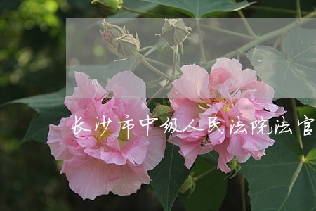 长沙市中级人民法院法官工资 长沙市中级人民法院法官工资