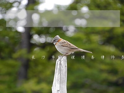 长沙市代理债务律师多少钱 长沙市代理债务律师多少钱