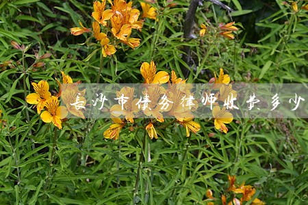 长沙市债务律师收费多少 长沙市债务律师收费多少