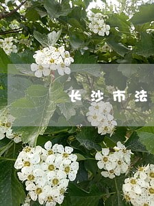 长沙市法律援助办法