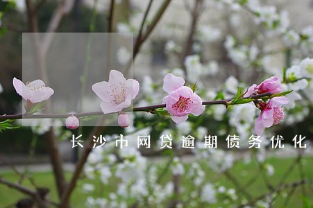 长沙市网贷逾期债务优化怎么收费 长沙市网贷逾期债务优化怎么收费