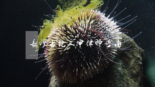 长沙当地二审律师咨询 长沙当地二审律师咨询