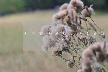 长沙征信逾期公积金贷款 长沙征信逾期公积金贷款
