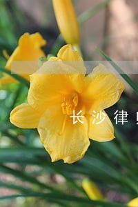 长沙律师事务所咨询电话 长沙律师事务所咨询电话