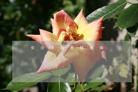 长沙律师在线咨询 长沙律师在线咨询