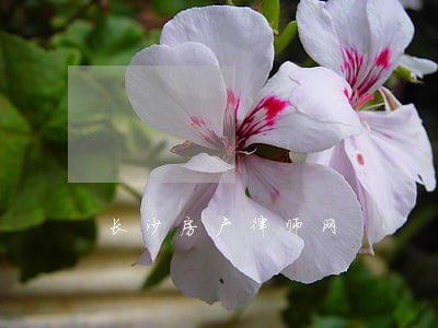 长沙房产律师网 长沙房产律师网