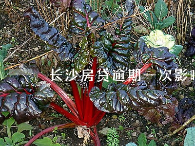 长沙房贷逾期一次影响商转公吗