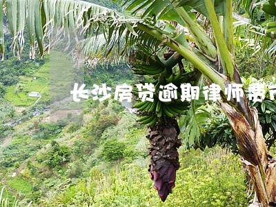 长沙房贷逾期律师费市场价