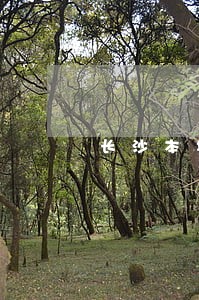 长沙本地婚姻律师收费 长沙本地婚姻律师收费