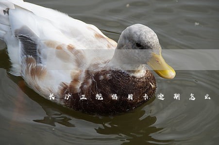 长沙正规信用卡逾期怎么办 长沙正规信用卡逾期怎么办