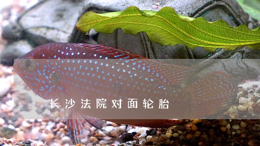 长沙法院对面轮胎 长沙法院对面轮胎