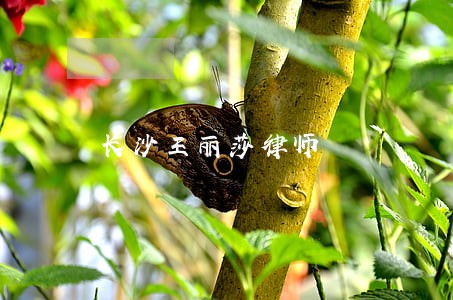 长沙王丽莎律师 长沙王丽莎律师