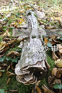 长沙申报逾期纳税 长沙申报逾期纳税