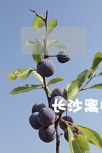 长沙离婚律师咨询免费咨询在线 长沙离婚律师咨询免费咨询在线