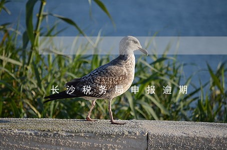长沙税务局申报逾期 长沙税务局申报逾期