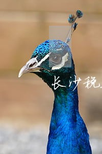 长沙税务法律顾问找哪个