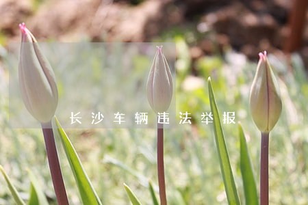 长沙车辆违法举报 长沙车辆违法举报