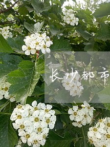长沙都市一时间法律咨询热线