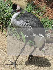 长沙银行贷款房子逾期 长沙银行贷款房子逾期