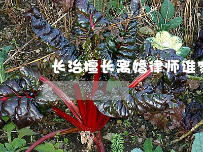 长治擅长离婚律师谁家好